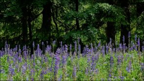 Lupiny